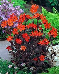 Attēlu rezultāti vaicājumam “Silene x arkwrightii Vesuvius”