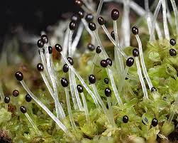 Attēlu rezultāti vaicājumam “Lophocolea heterophylla”