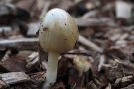 Attēlu rezultāti vaicājumam “Bolbitius vitellinus”