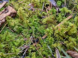 Attēlu rezultāti vaicājumam “Thuidium recognitum”