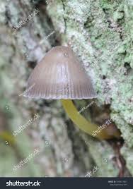 Attēlu rezultāti vaicājumam “Mycena viscosa”
