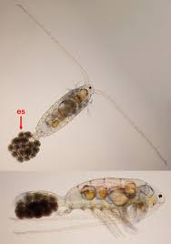 Attēlu rezultāti vaicājumam “Copepoda”