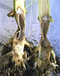 Attēlu rezultāti vaicājumam “Craterium aureum stalked”