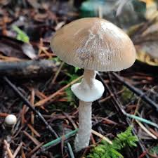 Attēlu rezultāti vaicājumam “Stropharia hornemannii”