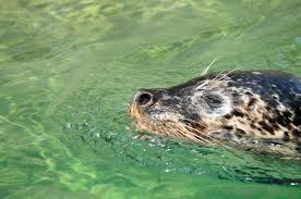 Image result for Phoca vitulina