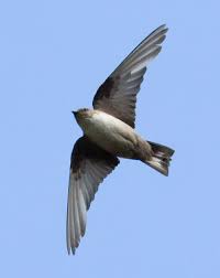 Image result for Ptyonoprogne rupestris