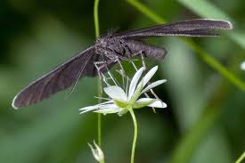 Attēlu rezultāti vaicājumam “Odezia atrata”