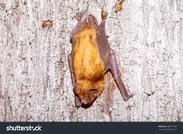 Attēlu rezultāti vaicājumam “Pipistrellus nathusii”