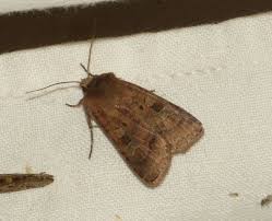 Attēlu rezultāti vaicājumam “Diarsia florida”