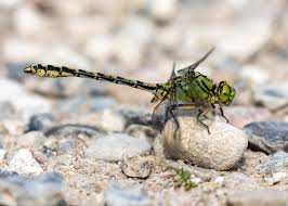 Attēlu rezultāti vaicājumam “Ophiogomphus cecilia”