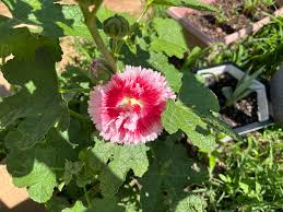 Attēlu rezultāti vaicājumam “Alcea rosea bud”