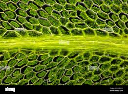 Attēlu rezultāti vaicājumam “Plagiomnium affine”