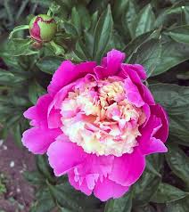 Attēlu rezultāti vaicājumam “Paeonia lactiflora”