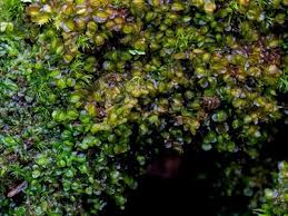 Attēlu rezultāti vaicājumam “Jamesoniella autumnalis”