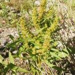 Attēlu rezultāti vaicājumam “Rumex maritimus fruit”