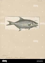 Image result for Lichia amia