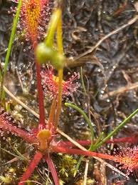Attēlu rezultāti vaicājumam “Drosera x obovata”