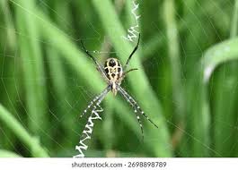 Attēlu rezultāti vaicājumam “Argiope bruennichi”