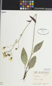 Attēlu rezultāti vaicājumam “Hieracium vulgatum leaf”