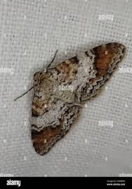 Attēlu rezultāti vaicājumam “Venusia blomeri”