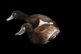 Image result for Aythya fuligula