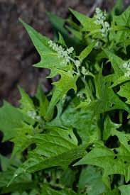 Attēlu rezultāti vaicājumam “Chenopodium polyspermum leaf”