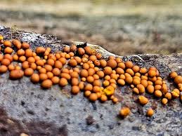 Attēlu rezultāti vaicājumam “Perichaena corticalis sessile”