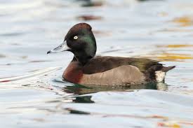 Attēlu rezultāti vaicājumam “Aythya fuligula female”