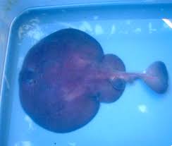 Image result for Tetronarce nobiliana