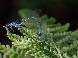 Attēlu rezultāti vaicājumam “Coenagrion puella”