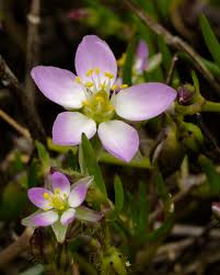 Attēlu rezultāti vaicājumam “Spergularia marina bud”