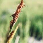 Attēlu rezultāti vaicājumam “Carex appropinquata fruit”