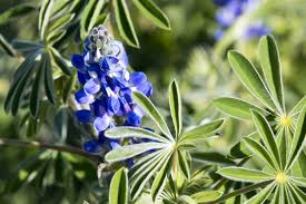 Image result for Lupinen