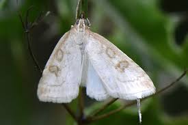 Attēlu rezultāti vaicājumam “Udea lutealis”