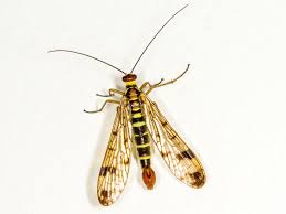 Attēlu rezultāti vaicājumam “Panorpa communis”