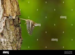 Attēlu rezultāti vaicājumam “Certhia familiaris adult”