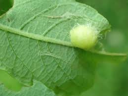 Attēlu rezultāti vaicājumam “Euura pedunculi”