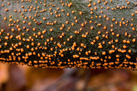 Attēlu rezultāti vaicājumam “Nectria cinnabarina”