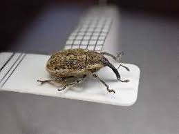 Attēlu rezultāti vaicājumam “Larinus sp.”