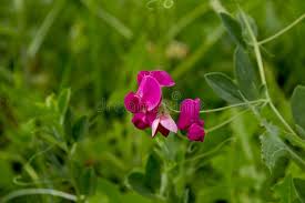 Attēlu rezultāti vaicājumam “Lathyrus tuberosus bud”