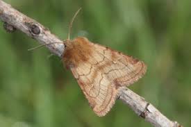 Attēlu rezultāti vaicājumam “Eriopygodes imbecilla”