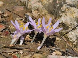 Attēlu rezultāti vaicājumam “Colchicum szovitsii subsp. szovitsii flower”