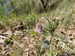Attēlu rezultāti vaicājumam “Pulsatilla pratensis leaf”