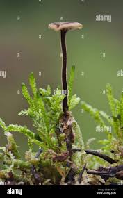 Attēlu rezultāti vaicājumam “Physarum auriscalpium young”