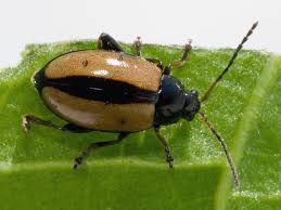 Attēlu rezultāti vaicājumam “Phyllotreta sp.”