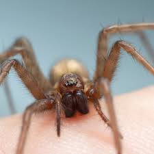 Image result for spider