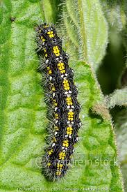 Attēlu rezultāti vaicājumam “Callimorpha dominula”