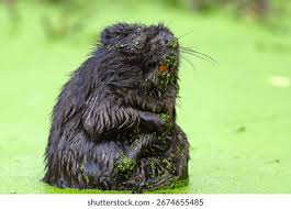 Image result for Castor fiber