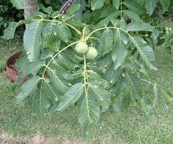 Attēlu rezultāti vaicājumam “Listera ovata fruit”