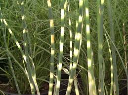 Attēlu rezultāti vaicājumam “Schoenoplectus lacustris subsp. glaucus bud”